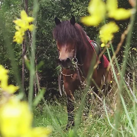 Il Cedro Bed & Breakfast 3*