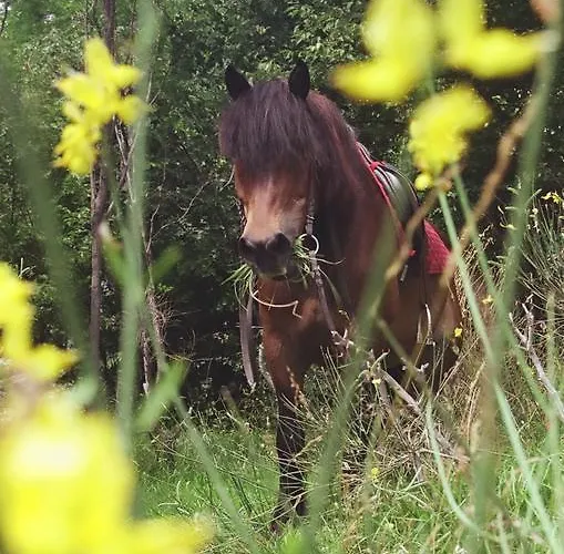 Il Cedro Oda ve Kahvaltı 3*